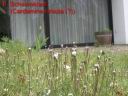 Imgp0061.JPG