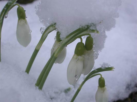 /glemstal/wanderungen/2004-01-02-schneegloeckchen/schnee07-400.jpg