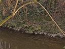 DSCF1165a.jpg