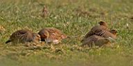 IMG_4445a.jpg