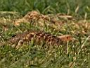 IMG_4499a.jpg