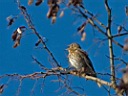 IMG_5746a.jpg