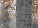 IMG_5870a.jpg
