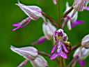 IMG_7590web.jpg