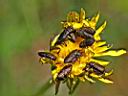 IMG_7617web.jpg