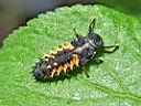 DSCF3710a.jpg