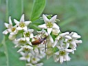 DSCF3800a.jpg