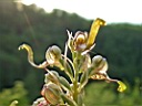 DSCF3819a.jpg