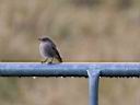 IMG_1195w.jpg