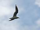 IMG_1278w.jpg