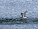 IMG_1324w.jpg