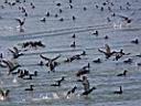 IMG_1427w.jpg