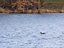 IMG_2223w.jpg