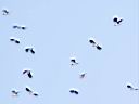 IMG_2262w.jpg