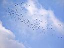 IMG_2328w.jpg