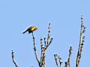 IMG_2649w.jpg