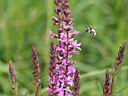 IMG_7411w.jpg