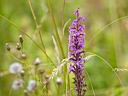 IMG_7425w.jpg