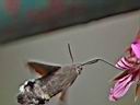 IMG_7515w.jpg