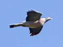 IMG_9752w.jpg