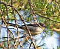 IMG_7484w.jpg