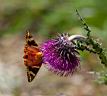 IMG_8291w.jpg