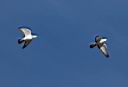 IMG_4014w.jpg