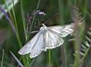 IMG_5874w2.jpg