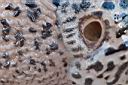 Romeo-Cotrus-002w.jpg