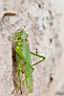 2011-08-31-Romeo-Cotrus-008.jpg
