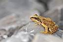 Romeo-Cotrus-005aw.jpg