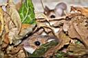 2011-12-06-Romeo-Cotrus-001.jpg