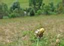 DSCF5353w.jpg