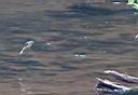 IMG_6262w2.jpg