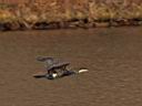 IMG_3683w.jpg