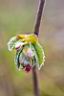 2012-03-31-R-Cotrus-006w.jpg