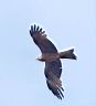 IMG_8918w.jpg