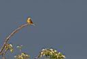 IMG_8439w.jpg
