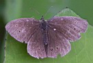 5_TG6001w.jpg