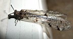 DSCF3224w.jpg
