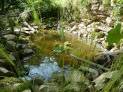 mh-Amphibienteich-038w.jpg