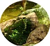 mh-Amphibienteich-Libelle-0.jpg