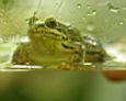 mw-si-193-2013-07-07--Frosch-w.jpg