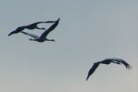 5_TG2443w.jpg
