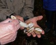 Hexenei-und-Stinkmorchel-w.jpg