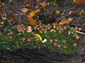 Pilzwanderung-009w.jpg