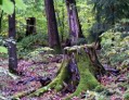 der-Wald-w.jpg
