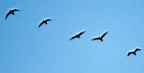 mf-Kormoran-w.jpg