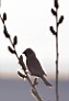 5_TG5115w.jpg