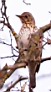 5_TG5217w.jpg